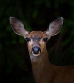 Deer Headlights The Cupid Effect – Letter